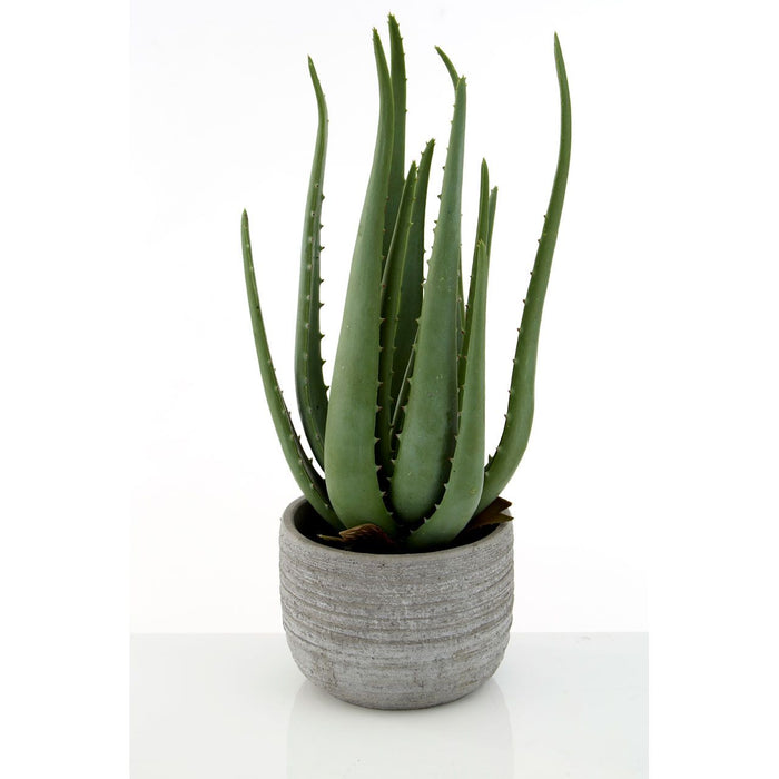 Fiori Large Aloe Vera with Cement Pot - Modern Home Interiors