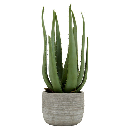 Fiori Large Aloe Vera with Cement Pot - Modern Home Interiors